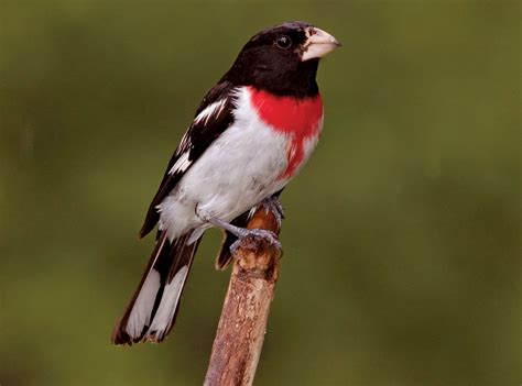 Rose-breasted grosbeak | bird | Britannica