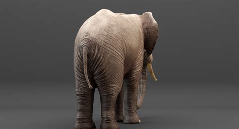 3D rigged elephant model - TurboSquid 1214522