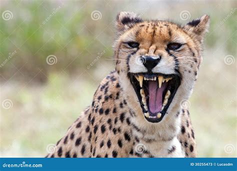 Angry Cheetah Cub Stock Image | CartoonDealer.com #935497