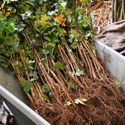 A Guide to Bare-Root Hedging: How to Plant a Bare-Root Hedge