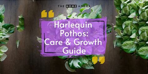 Harlequin Pothos: Care & Growth Guide | The Home Adora