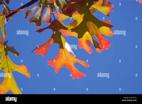 fall tree colors N Florida Black Oak Quercus velutina Stock Photo - Alamy