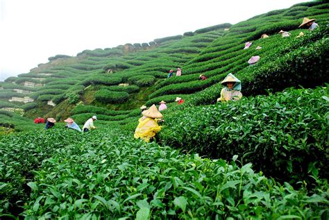 Tea Garden of darjeeling : pics