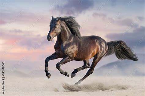 Bay horse run gallop in desert sand Stock Photo | Adobe Stock