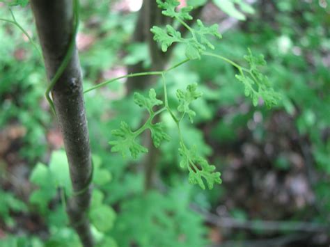 Lygodium palmatum (American Climbing Fern, Climbing Fern, Creeping Fern, Hartford Fern) | North ...