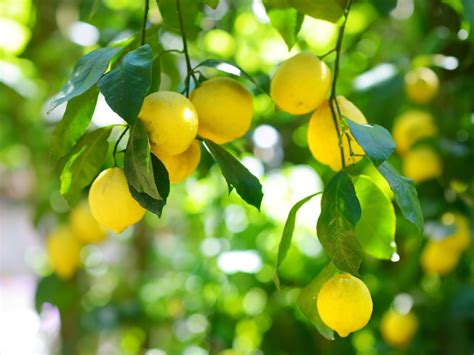 Lemon Plant - Santhi Online Plants Nursery