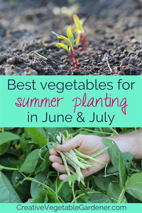 Secrets of Summer Planting in June and July