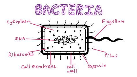 how to draw & label bacteria - YouTube
