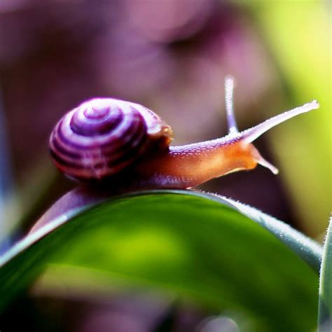 Eating Snails From Your Garden | Fasci Garden