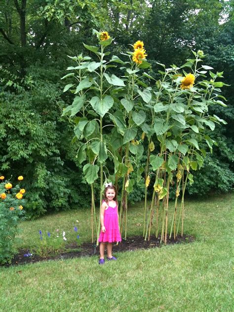 Giant Sunflowers | Sunflowers | Pinterest