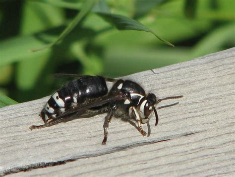 White-faced Hornet | Whilst the birding was slow at the Ingl… | Flickr