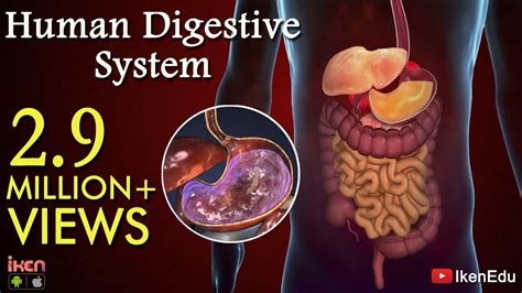 Human Digestive System Animation