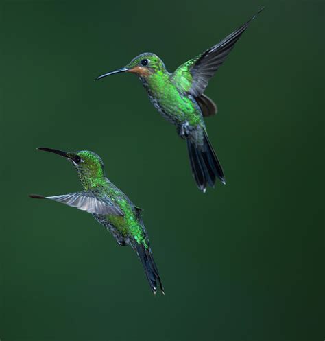 Green-crowned Brilliant Hummingbird Photograph by Michael Mike L. Baird ...