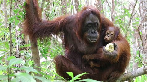 Orang utan conservation Indonesia - YouTube