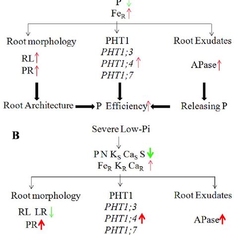 Adaptations through which the root system increased P efficiency at ...