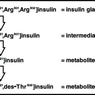 Insulin glargine metabolites. The long-acting insulin glargine... | Download Scientific Diagram