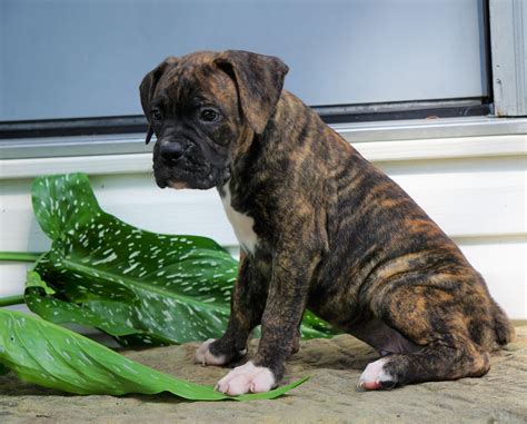 AKC Registered Boxer Puppy For Sale Baltic, OH Male- George – AC Puppies LLC