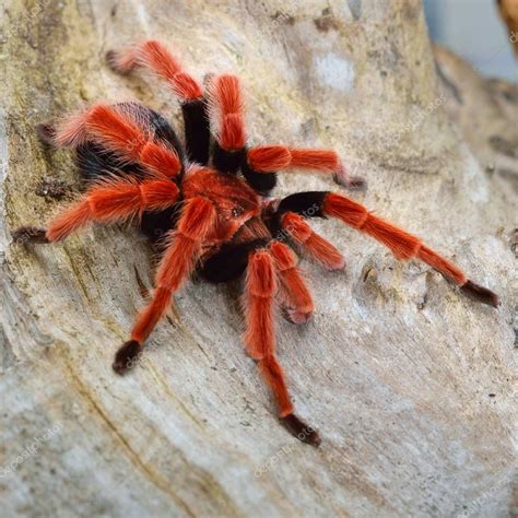 Birdeater Tarantula Spider Brachypelma Boehmei Natural Forest Environment Bright Red — Stock ...