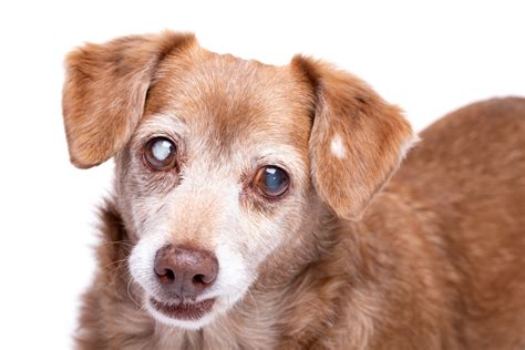 Senior dog with cataract in his eyes isolated on a white background ...