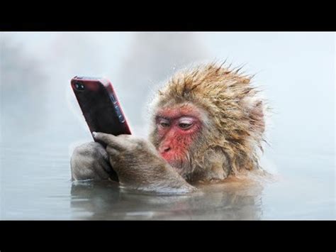 8 of the Craziest Facts about Snow Monkeys! - YouTube