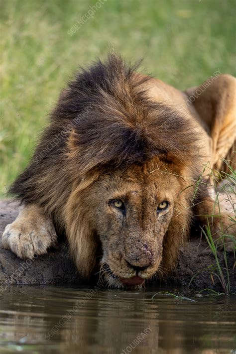 Lion drinking water - Stock Image - F037/7721 - Science Photo Library