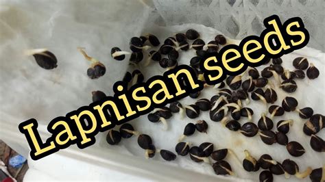 #Lapnisan #Philippines PAGPAPATUBO ng Lapnisan seeds/Agar tree seeds - YouTube