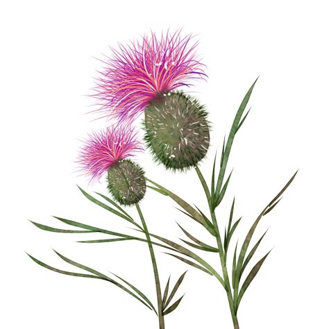Watercolor Thistle PNG Image, Thistle Watercolor Flowers Plants And Bees, Thistle, Watercolor ...