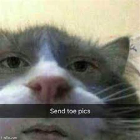 send toe pics cat - Imgflip