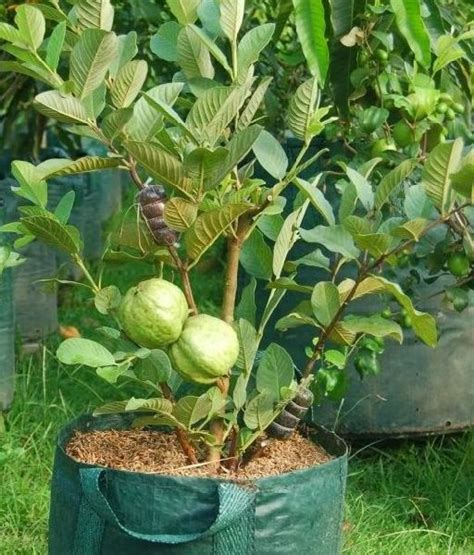 Guava Plant Supplier,Wholesale Guava Plant Distributor from Indore India