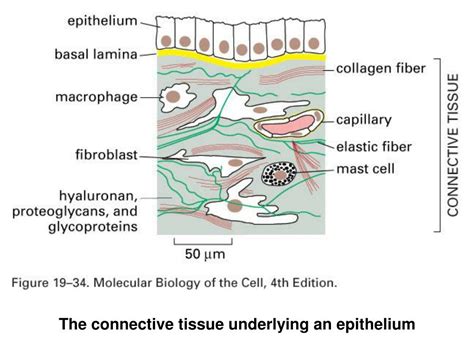 PPT - Cell Junctions, Cell Adhesion, and the Extracellular Matrix ...