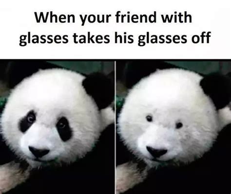 Glasses vs. No Glasses | Pandas | Know Your Meme