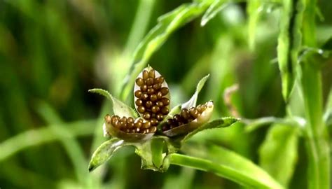 Watch This Timelapse Footage of Plants Exploding | WIRED