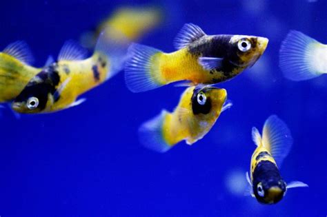 How To Care For Platys: Water Conditions, Tank Mates & Breeding | Hepper