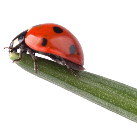 Top 999+ ladybug images – Amazing Collection ladybug images Full 4K