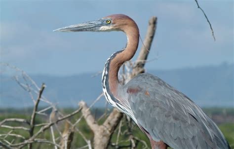 3 Days Lake Baringo, Bogoria & Nakuru Birding Safari - Bigmac Africa Safaris