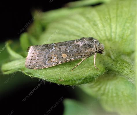 Lesser armyworm moth - Stock Image - Z355/1783 - Science Photo Library