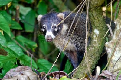 Wildlife in Corcovado National Park - Erika's Travels