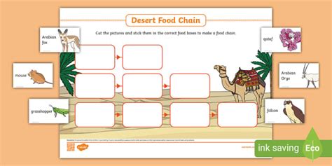 Desert Food Chain Activity (teacher made) - Twinkl