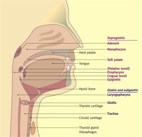 Evaluation and management of upper airway obstruction - Paediatrics and Child Health