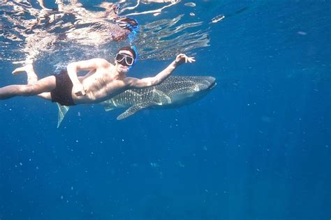 2023 Cebu Whaleshark Tour - Reserve Now