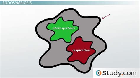 Endosymbiotic Theory | Definition, Evidence & Examples - Lesson | Study.com