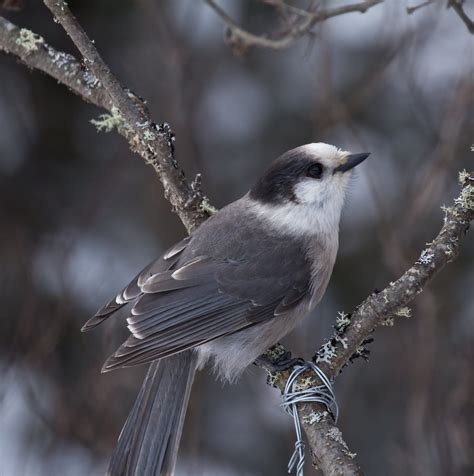 Gray Jay | Bird | Laura Erickson's For the Birds