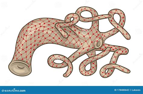 Hydra nervous system stock vector. Illustration of vector - 178480642