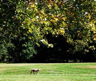 Coyote in Rockland Lake Park | Stanley Zimny (Thank You for 58 Million views) | Flickr