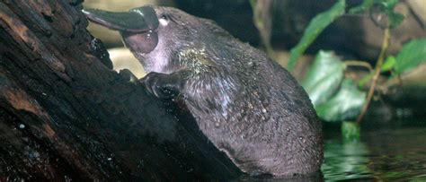 Are platypuses mammals? - A-Z Animals