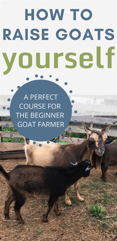 Raising Goats eCourse - The Basics (from choosing your goat through daily care) | Mranimal Farm ...