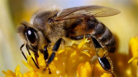 Attract bees to your garden with these colourful perennial plants | CBC News