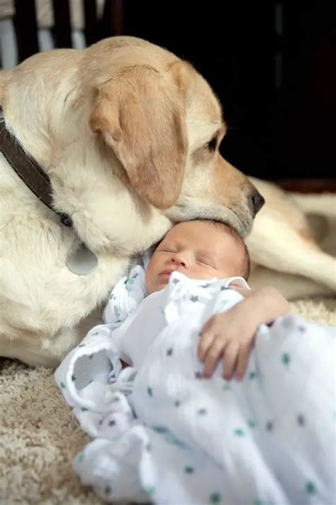 45 Cute Pictures of Babies and Dogs