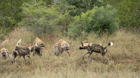 Hyena Vs African Wild Dog