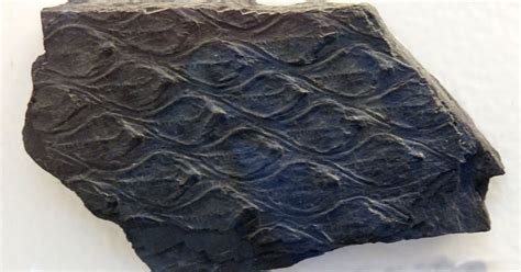 Louisville Fossils and Beyond: Lepidodendron aculeatum Plant Fossil